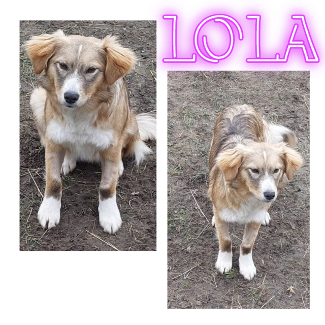 LOLA-Femelle-née vers 2022-18 kg environ -   Lola10