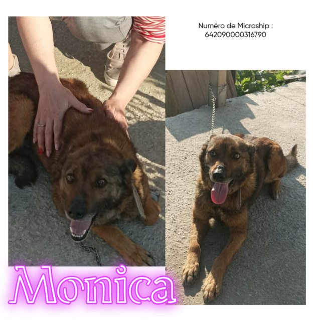 MONICA-Femelle-née janvier 22 -taille moyenne 14kg/laurentio Monica10