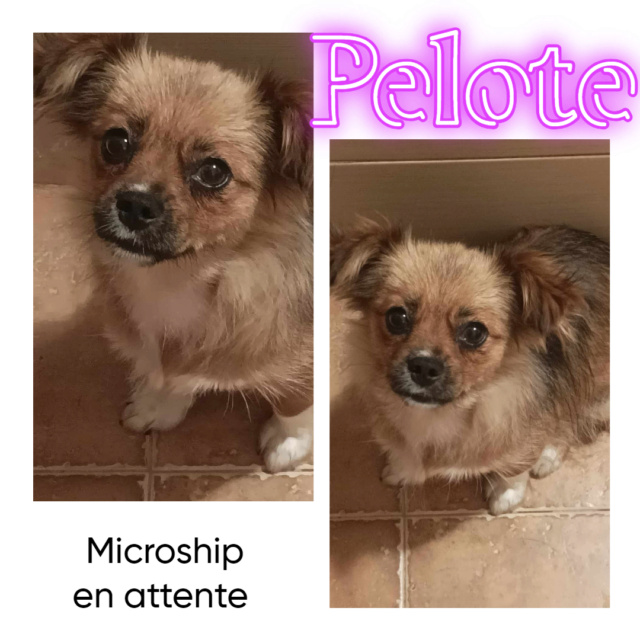 PELOTE-Femelle-Née le 10/04/2019-environ 5 kg / adopté reservé Pelote10