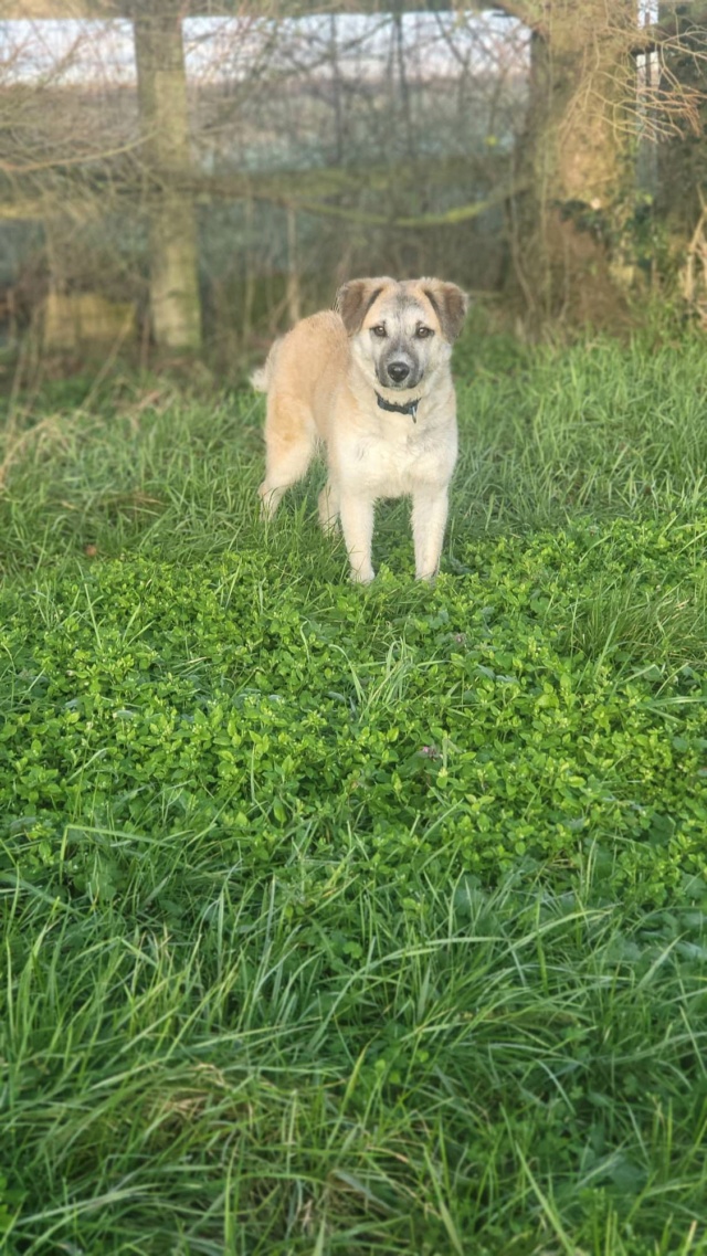 Pepita/Femelle/Née 14  Aout 2021/Taille petite/adopté Pepita10