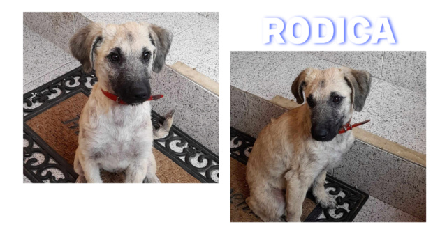 RODICA-Femelle née le 21 avril 2023-taille moyenne adulte-chez Louis en FA ROUMANIE/ adopté Rodica11