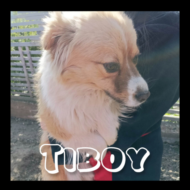 TIBOY-Mâle-né vers 2020-21-taille moyenne (12kg environ)-reservé adoption  Tiboy10