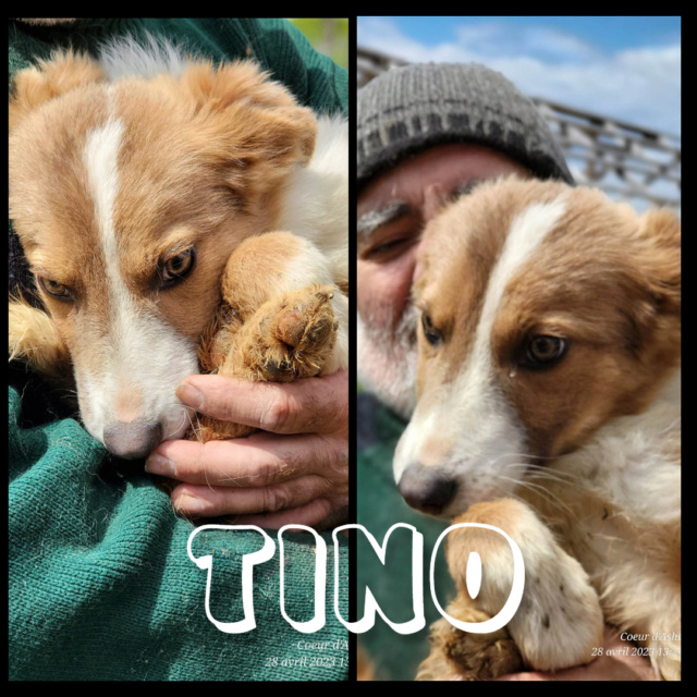 TINO -Mâle-né en 2022 -taille moyenne adulte /laurentio Tino10