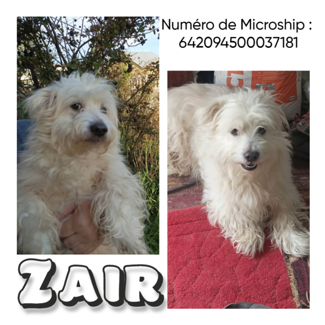 ZAIR male frais adoption reduit /Né le 18 fevrier 2012/Taille petite  Zair10