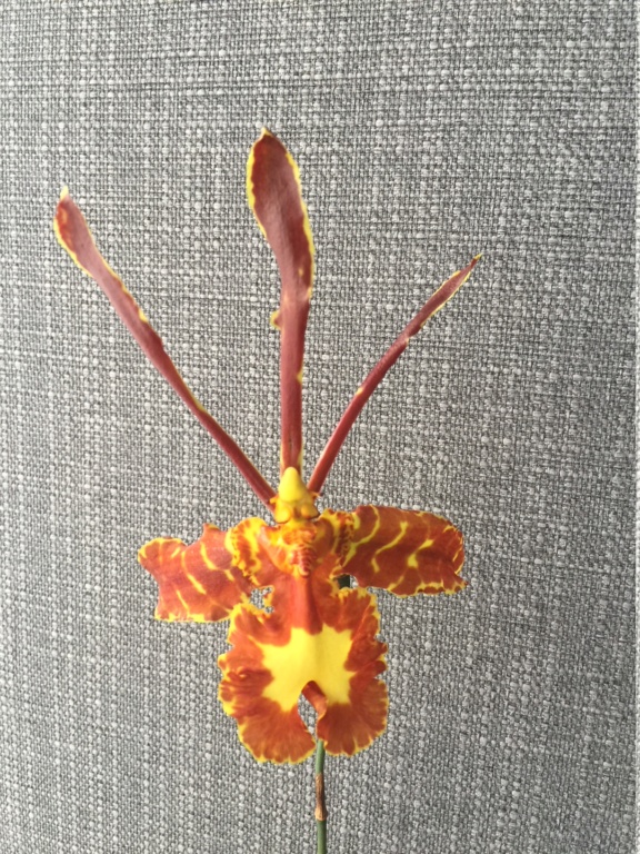 Oncidium Psychopsis Papilio Img_2511