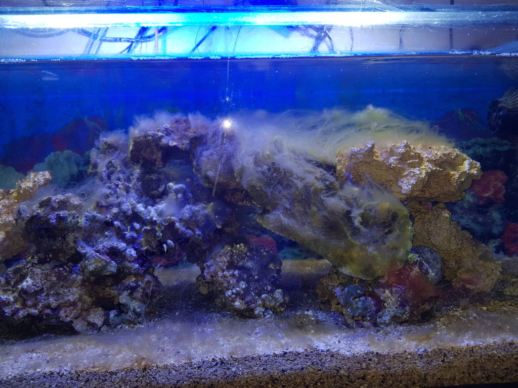 Aquarium 250L 20180910