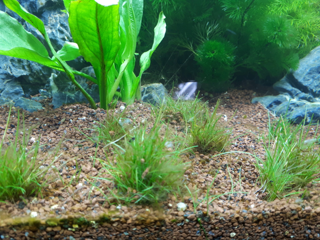 nouvel aquarium 35 L - 1 mois - et déjà des algues...brunes  20190315