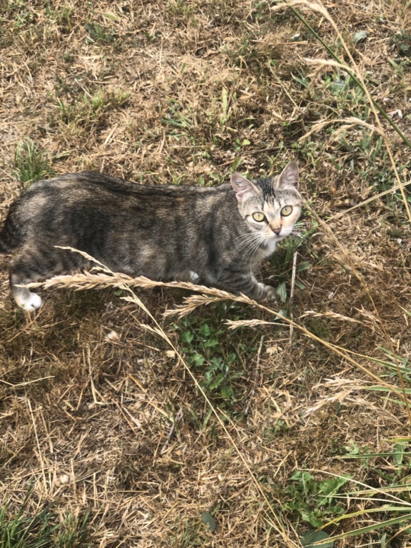 Odaya, femelle grise et tabby blanc, type européen née en juin 2018 C38a2b10