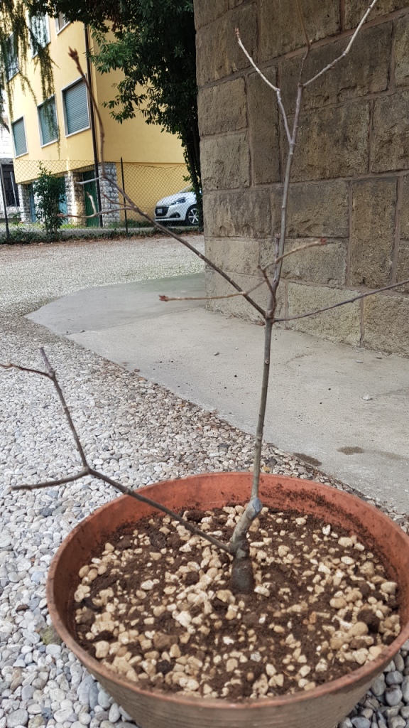 Quercia in crescita 20200226