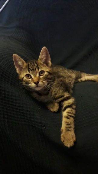 Pitchou mâle européen brown tabby né le 7 mars 2019 20190513