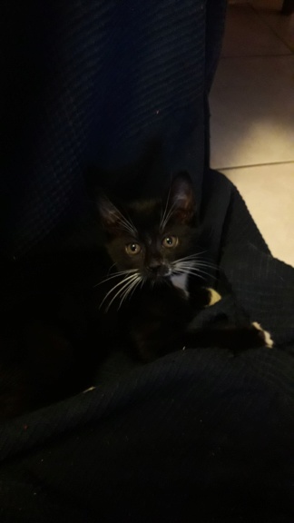 POPPY chaton européen noir et blanc né le 7 mars  2019 20190514