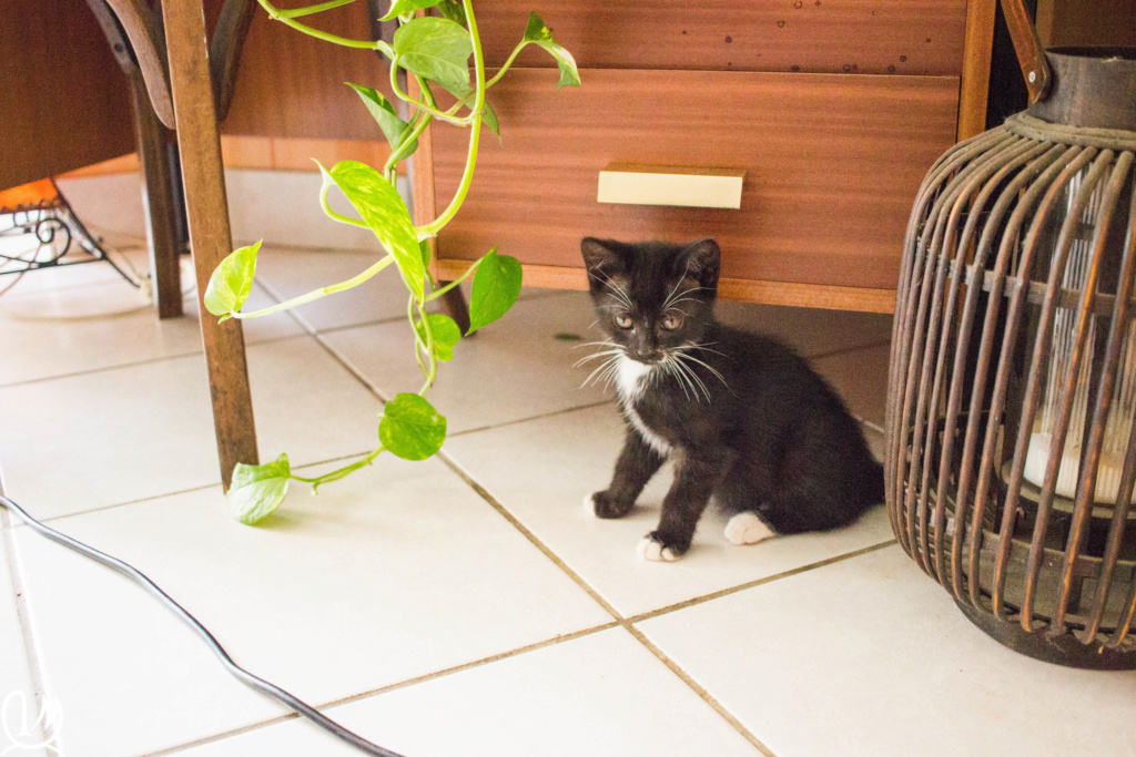 POPPY chaton européen noir et blanc né le 7 mars  2019 3011