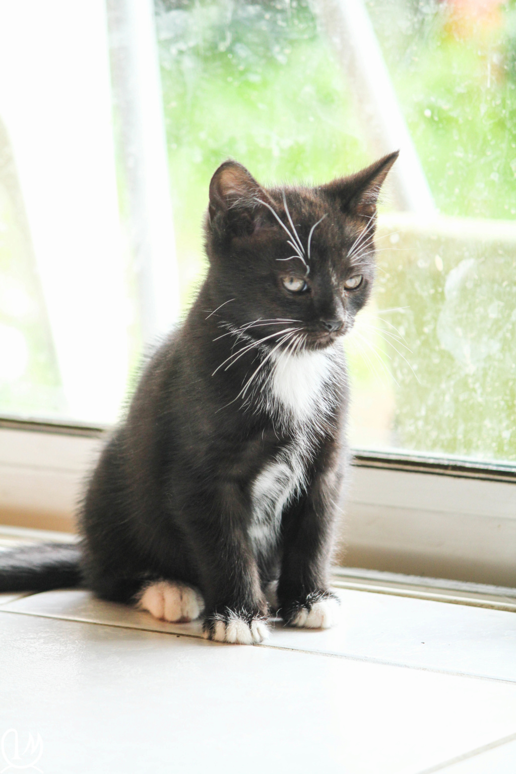 POPPY chaton européen noir et blanc né le 7 mars  2019 3211