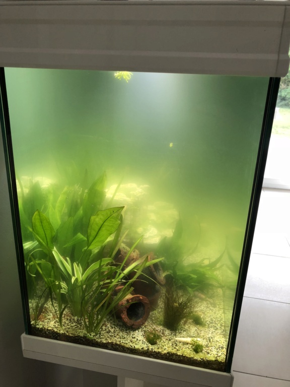 Nouvel aquarium et déjà quelques soucis 12c6c310