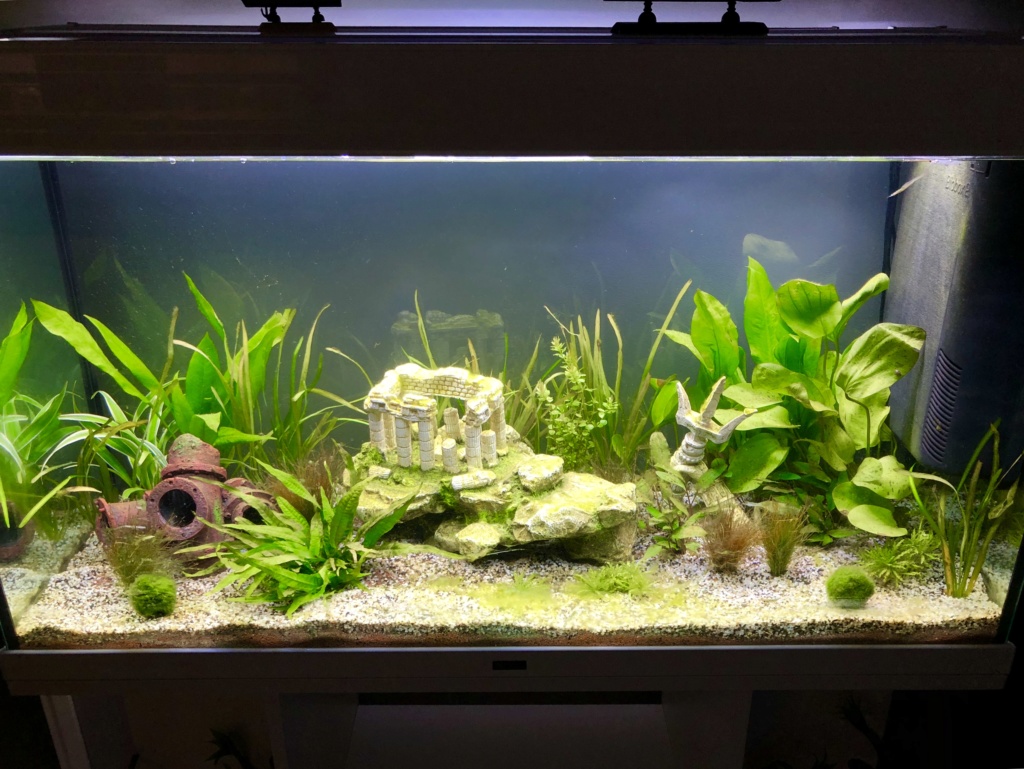 Nouvel aquarium et déjà quelques soucis 56552110
