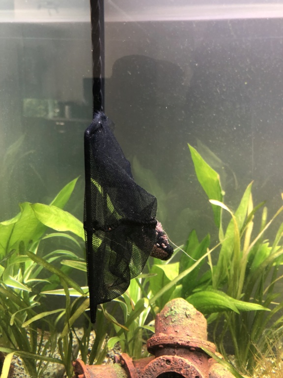 Nouvel aquarium et déjà quelques soucis 88c39110