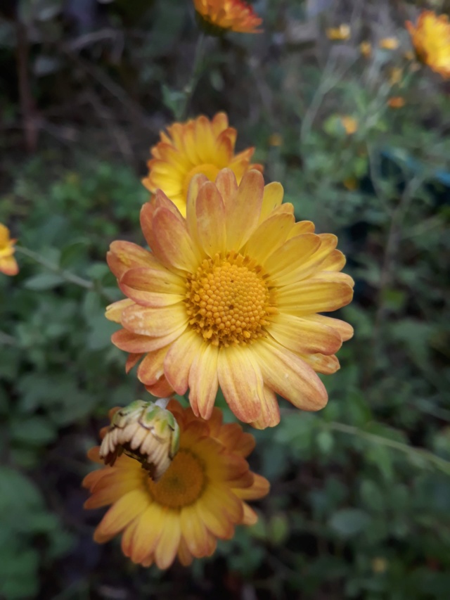 Chrysanthème - Page 6 0c65dd10