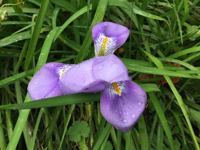Iris unguicularis ou Iris d'Alger - Page 6 B9159710