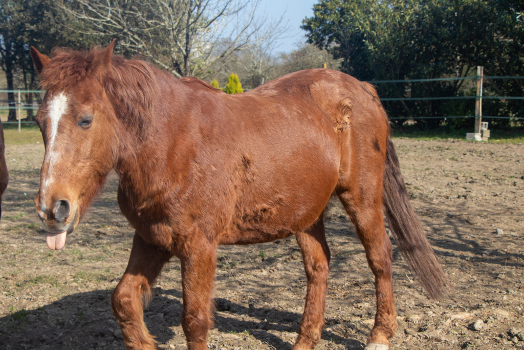 Dpt 44 - 21 ans - HISPIDE New Forest adopté par Ibiscus (2017) - Page 3 Img_1611