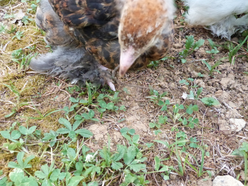 Les Univers des éleveurs sur Plumage. Une autre façon de présenter son élevage (sous forme d'auto-reportage)) Moi_de14