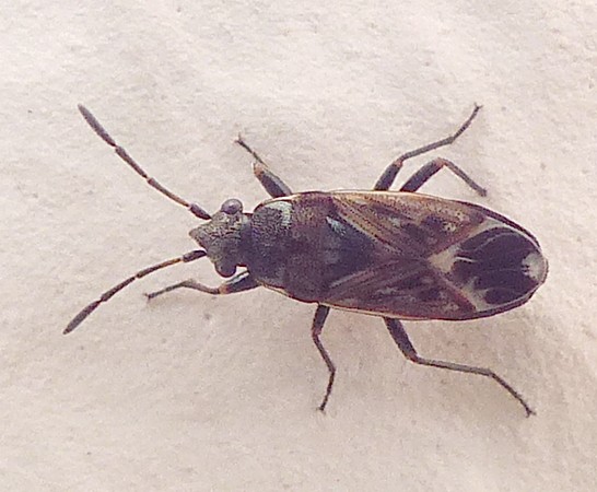 [Peritrechus sp.] lygaeidae 357b10