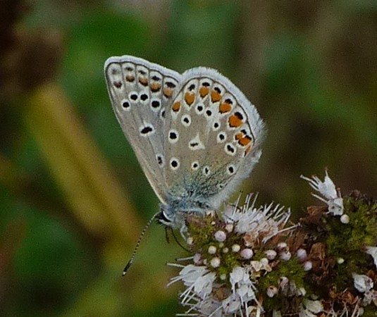 [ Polyommatus icarus ] Polyommatus icarus 94110