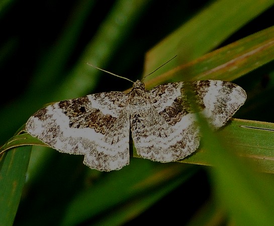 [ Epirrhoe alternata ] Epirrhoe 98310