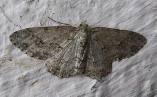 Geometridae Boarmi12