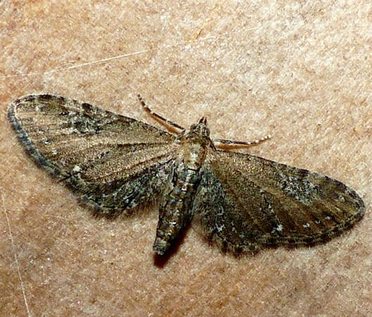 [ Eupithecia vulgata ] Eupithecia sp E3b10