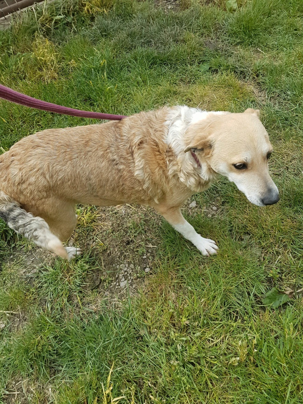 Alina - femelle - refuge d'Arad - Frais d'adoption réduits (senior) - adoptée via Arad Alina114