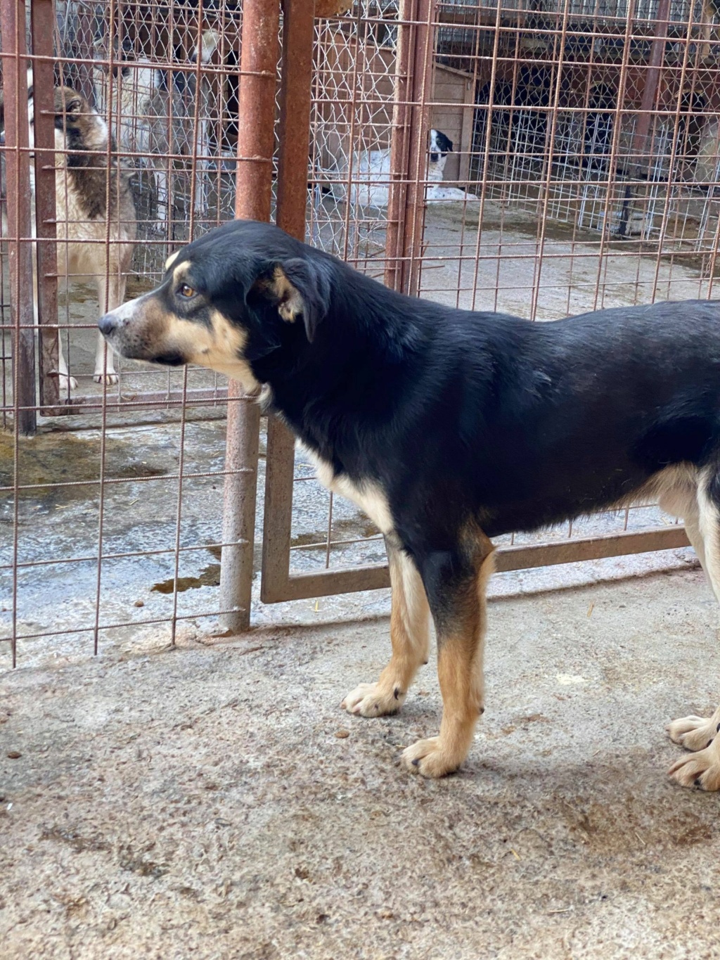 Merlin (ex Boreal) - mâle - fourrière de Târgu Frumos réservé adoption (88) Boreal11