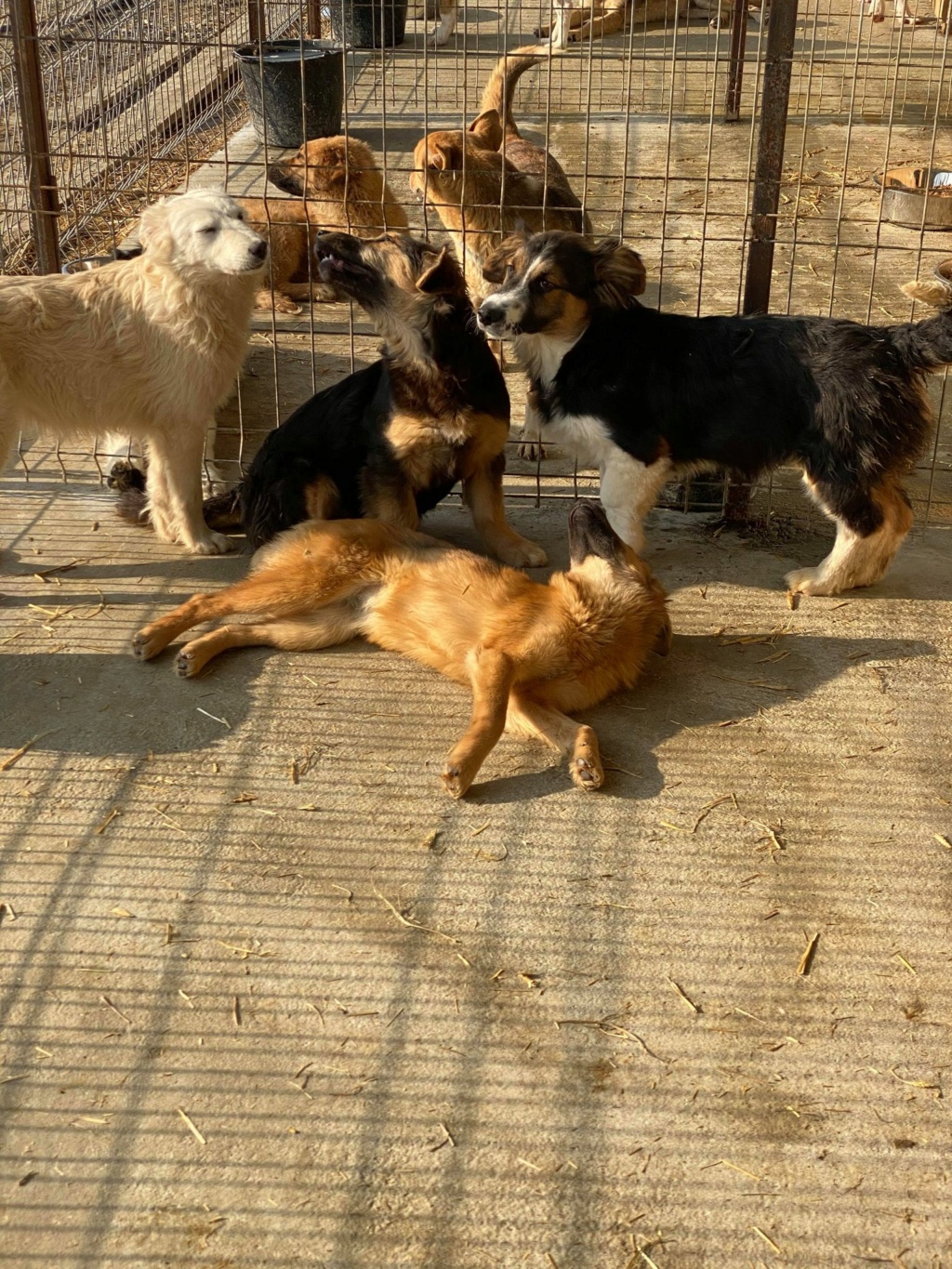 Sunny - femelle - fourrière de Târgu Frumos- réservée adoption ( 67 )  Chiots25