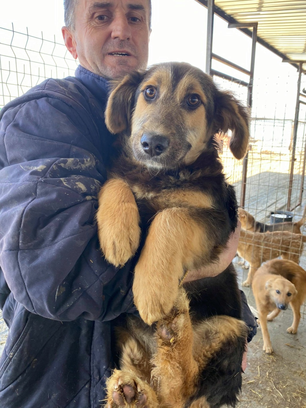 Zanka (ex Faline) - femelle - fourrière de Târgu Frumos - adoptée dans le 54 Faline19