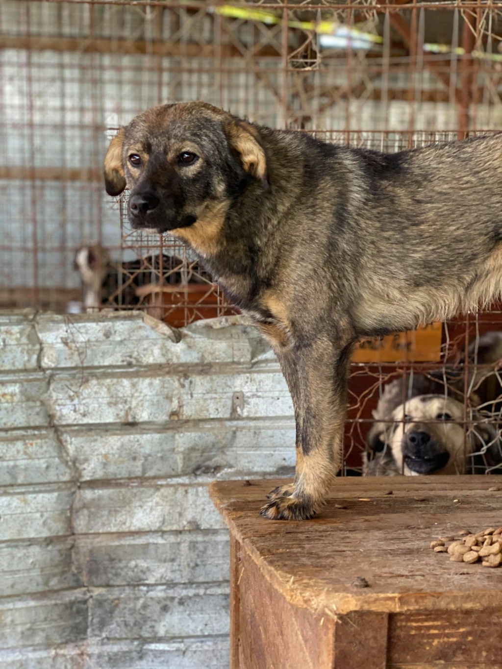 Ginko - mâle - fourrière de Târgu Frumos - Réservé adoption (67) Ginko410