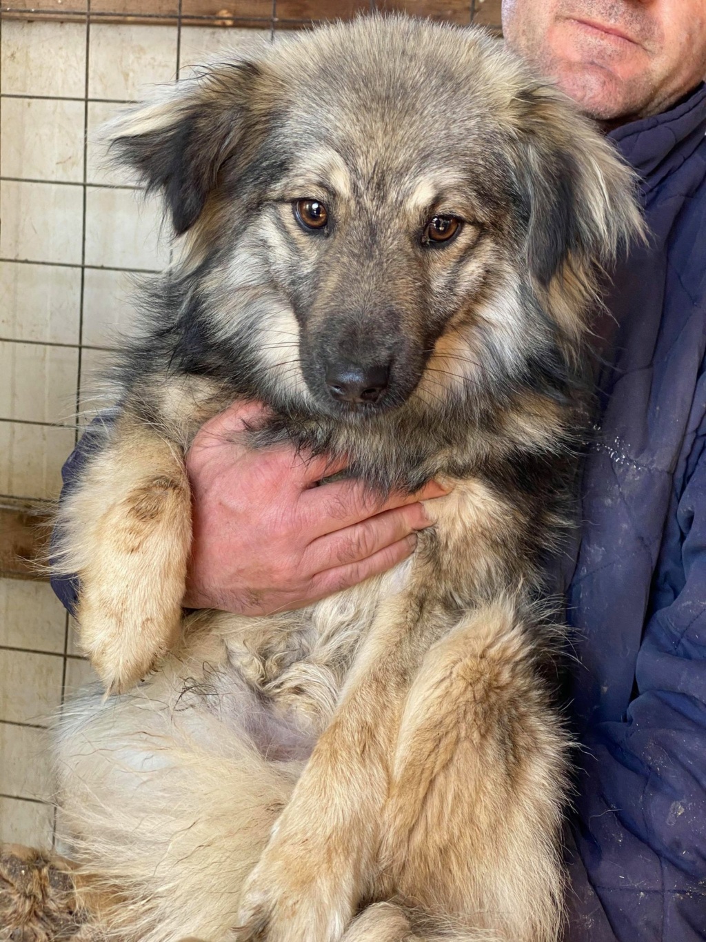 Ulysse (ex-Haku) - mâle - fourrière de Târgu Frumos -adopté (02) Haku710