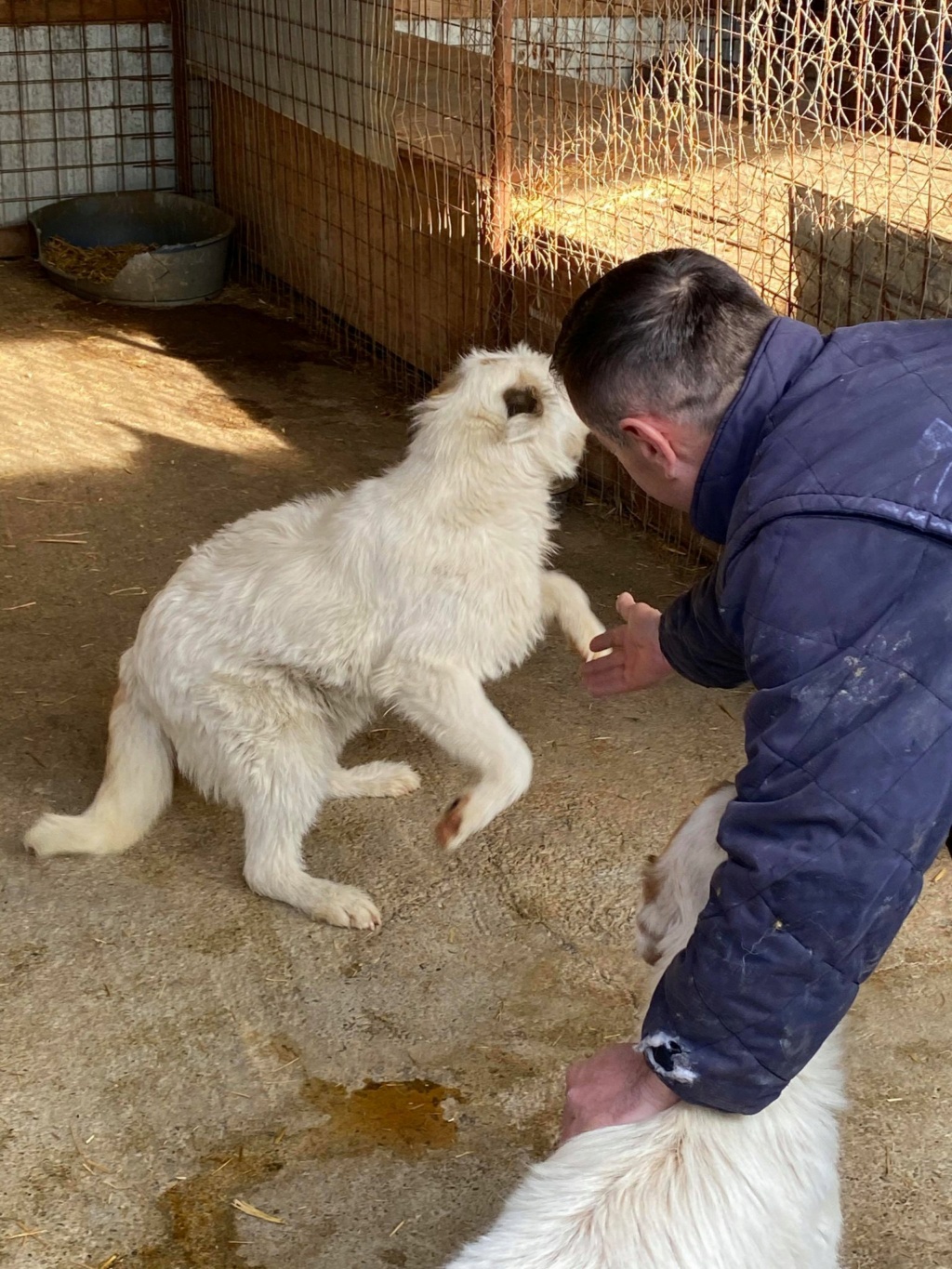 Kiri - femelle - fourrière de Târgu Frumos réservée à l'adoption (68) Kiri310