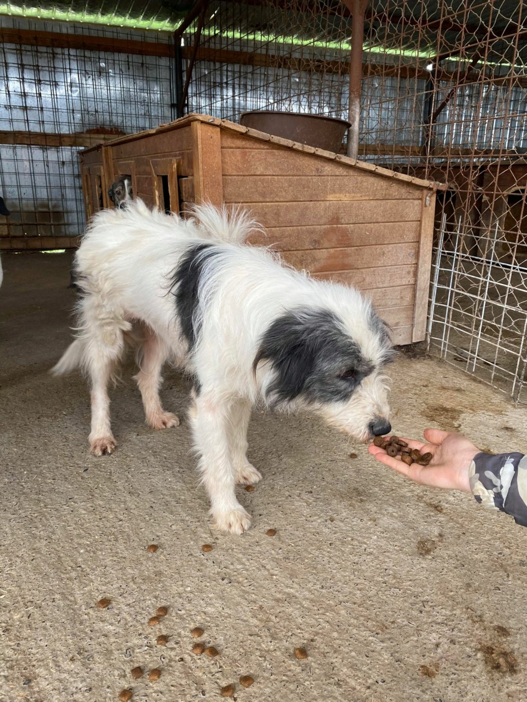 Brume (ex Norma) - femelle - fourrière de Târgu Frumos- réservée adoption 91 Norma510