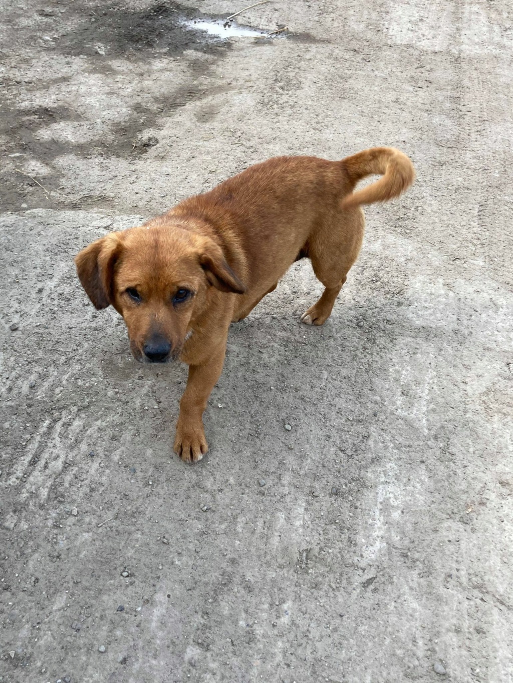 Néo (ex Simba) - mâle - fourrière de Târgu Frumos - frais d’adoption réduits réservé adoption (67) Simba310