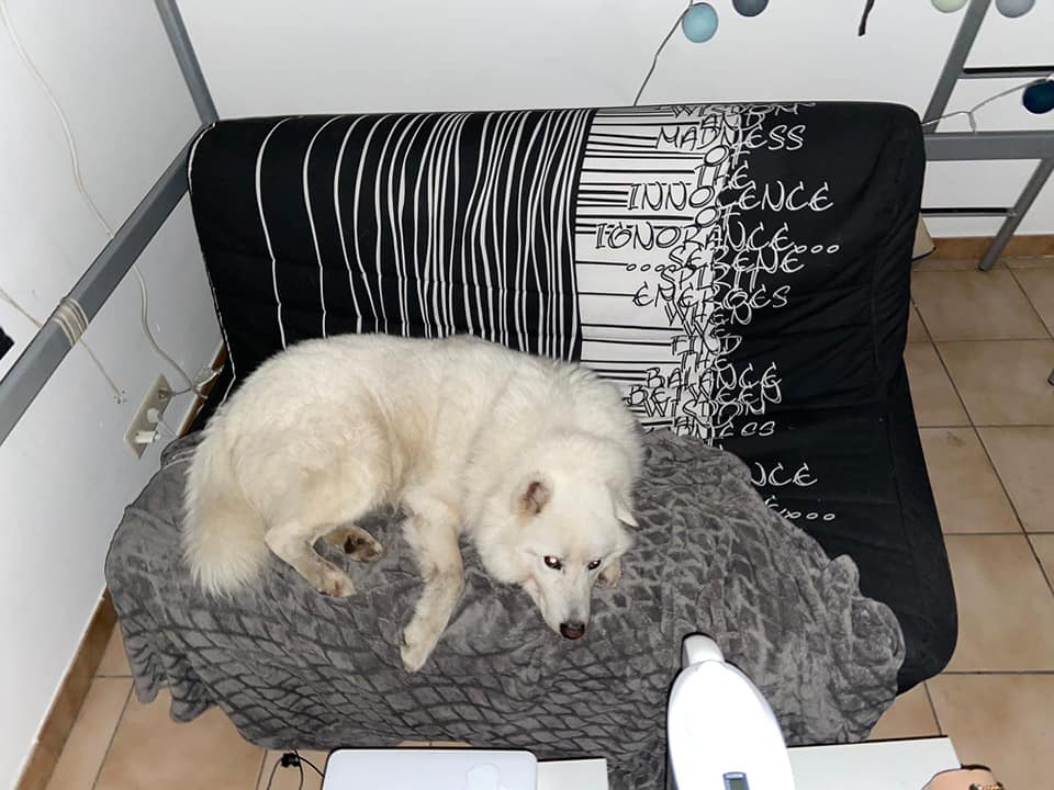 VINCENT - SAMOYEDE - ES (MA)  12033210