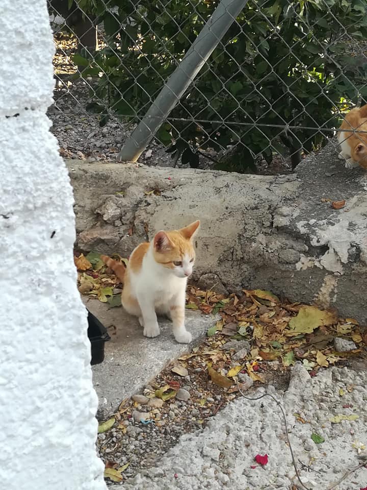 ARES - TIGRE ROUX ET BLANC - ES (MS) 12132610