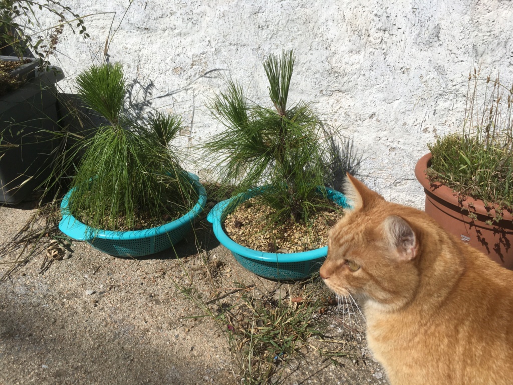 Ayuda con Nuevo plantón de pino. 85e64210