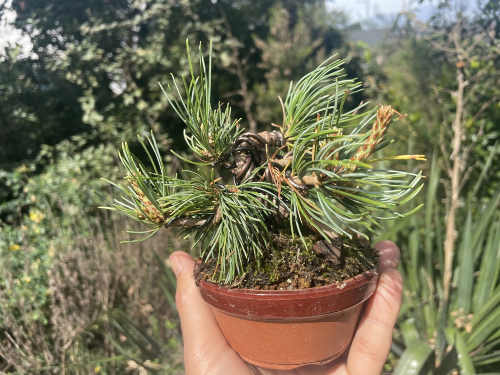 Un par de pinos blancos 9aea3710