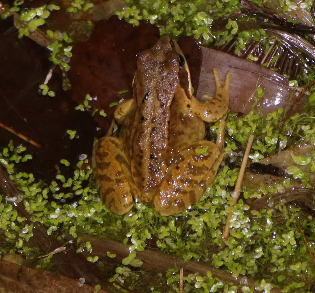 [Rana temporaria] nouvelle identification, une grenouille rousse ? Grenou11