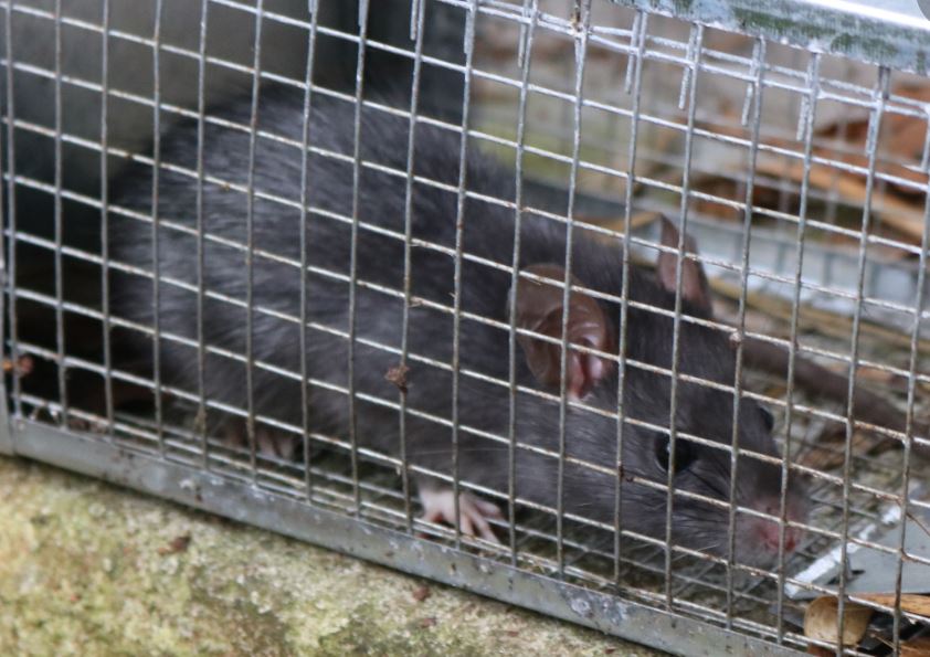 [Rat noir] rat noir ou surmulot? Rat_210