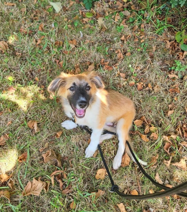 FOXY (ex DROUPY) - chiot mâle, de taille petite à moyenne à l'âge adulte - né environ en février 2024 - REMEMBER ME LAND - Adopté par Camille (22)  17229612