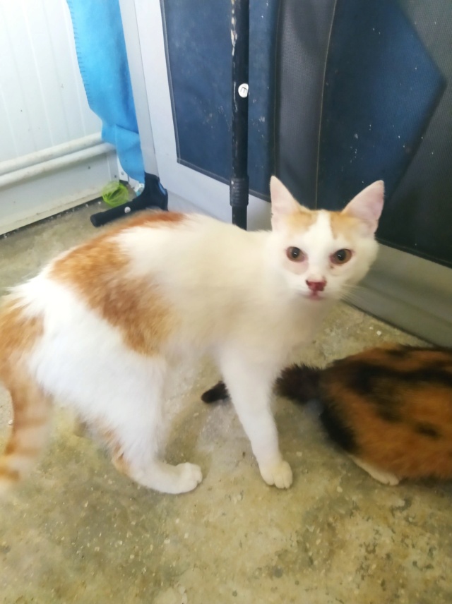 PAPAIA - chat mâle, né environ en avril 2020 - À la clinique de Lucian (Roumanie) - REMEMBER ME LAND - Adopté par Sophie (39) 29094010