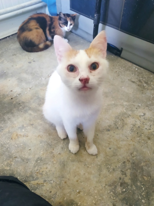 PAPAIA - chat mâle, né environ en avril 2020 - À la clinique de Lucian (Roumanie) - REMEMBER ME LAND - Adopté par Sophie (39) 29110610