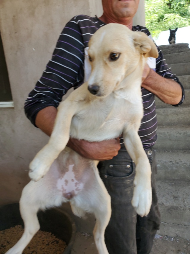 GAZELLE (ex REVA) - chiot femelle, de petite taille à l'âge adulte - née environ en novembre 2021 - REMEMBER ME LAND - Adoptée par Suzanna (66)  29255810