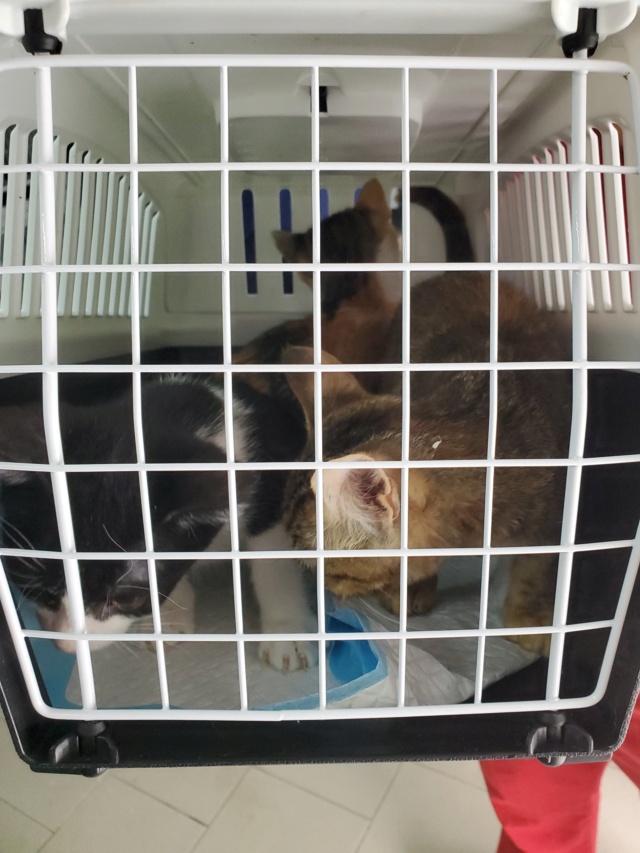 NOODLE - chaton mâle, né environ en février 2022 - À la clinique de Lucian (Roumanie) - REMEMBER ME LAND - Adopté par Guillaume (92) 29303512