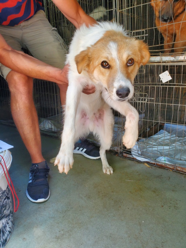 PICON (ex AMIR) - chiot mâle, de taille moyenne à l'âge adulte - né environ en septembre 2021 - REMEMBER ME LAND - Adopté par Juliette (88)  29376610